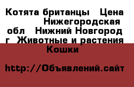 Котята британцы › Цена ­ 1 500 - Нижегородская обл., Нижний Новгород г. Животные и растения » Кошки   